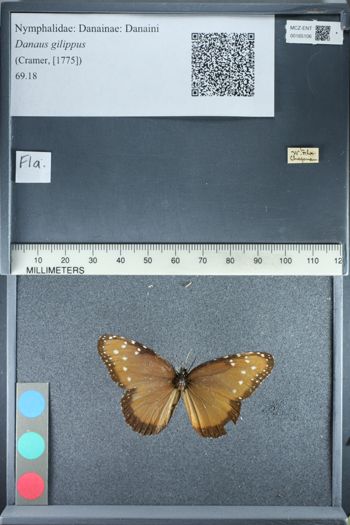 Media type: image;   Entomology 165106